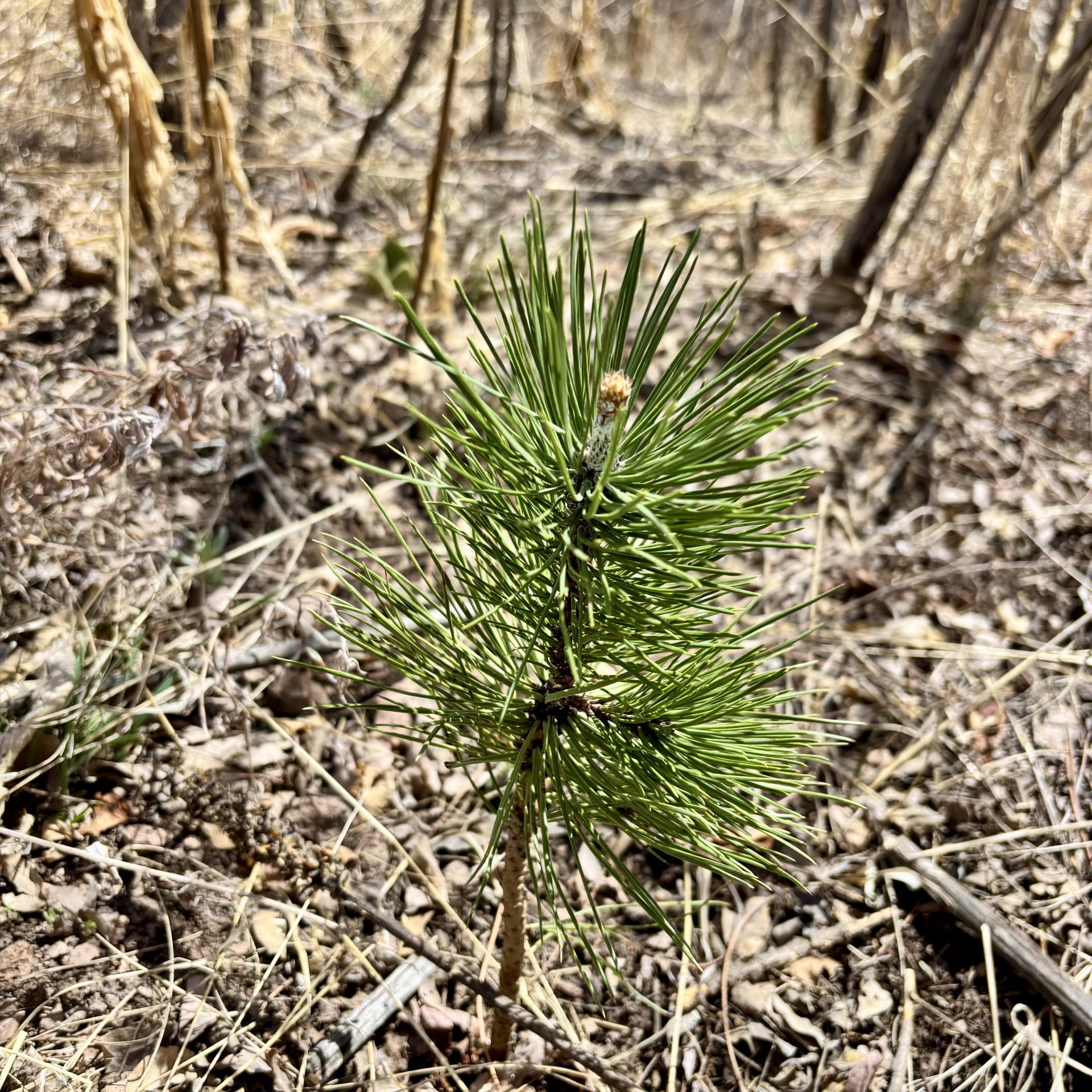 sapling sapling